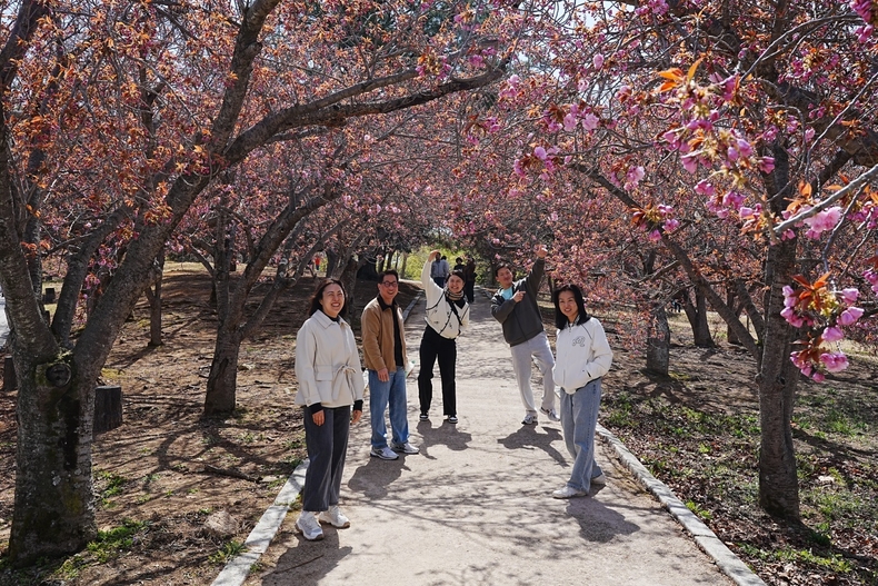 불국사의 겹벚꽃
